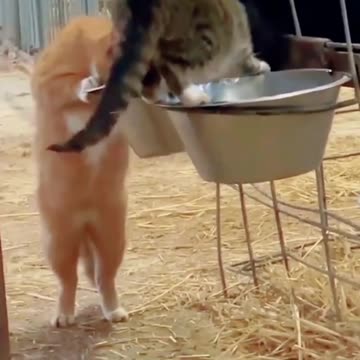 Orange Cat and Striped Cat have been observed drinking cow's milk