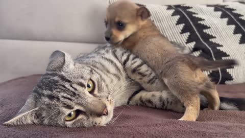 Funny cat reaction to puppies (first time)