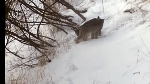 TWO LYNX KITTENS having fun in Alaska!!