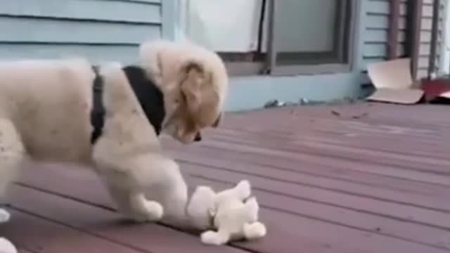 A Dog is playing With a Toy looks like A Dog