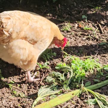 OMC! Whitey and friends slurping down their greens on a nice summer day!