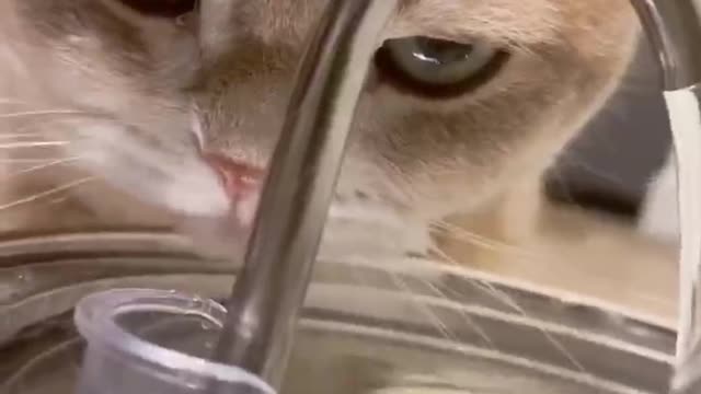 kitten drinking water