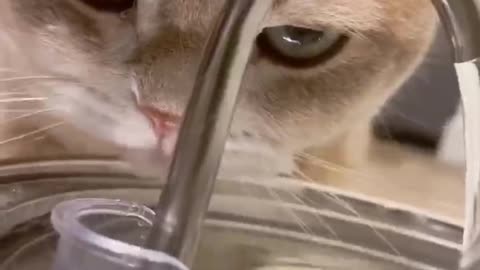 kitten drinking water