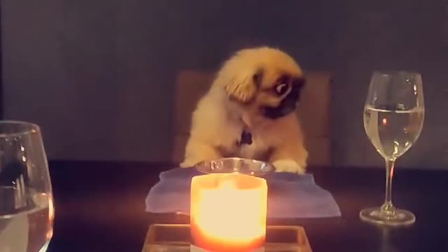 Pampered pup enjoys nice candlelight dinner