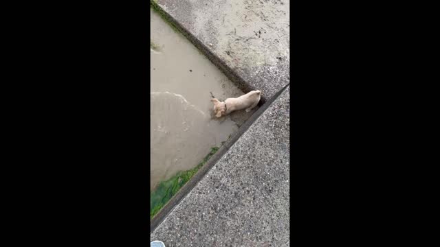 Crazy Lake Dogs