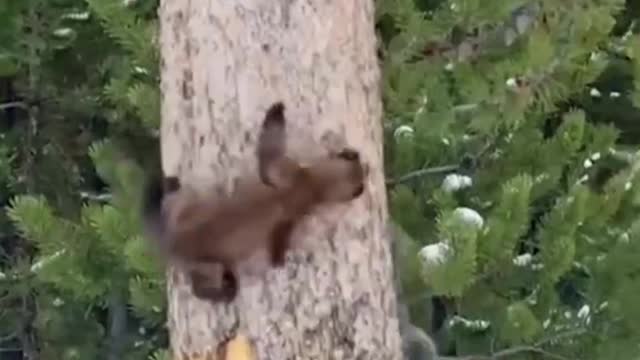 Two squirrels are playing in a tree