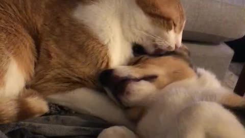 Kitty Helps Keep Corgi Clean