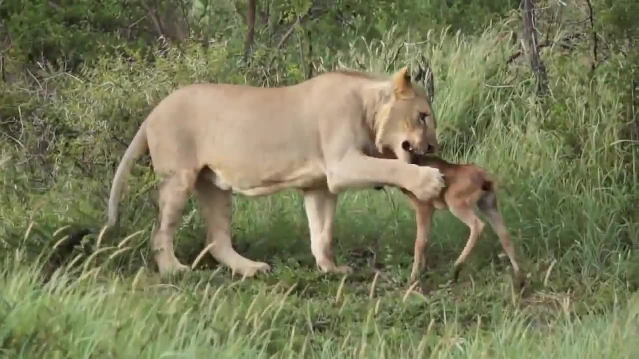 The lion saves the little Antelope from other lions.