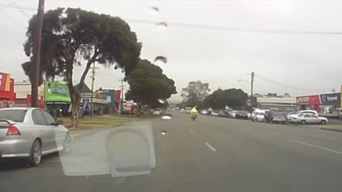 Magpie Dive Bombs Biker