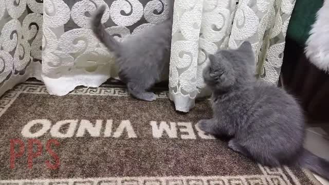 puppies on the move