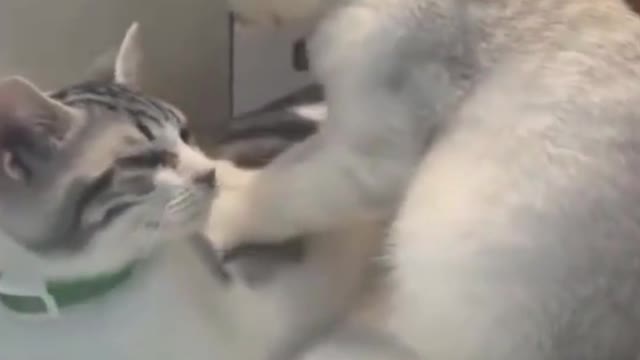 A cat enjoying massage