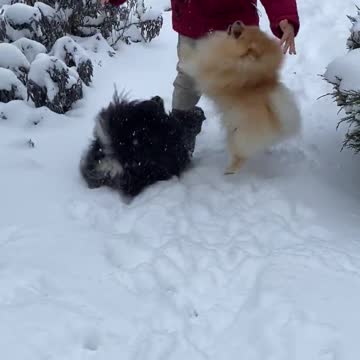 snow puppy funny video