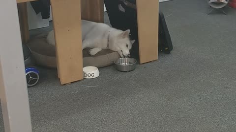 Lazy Husky Dog