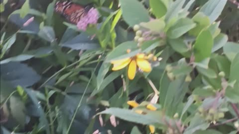 Monarch butterfly