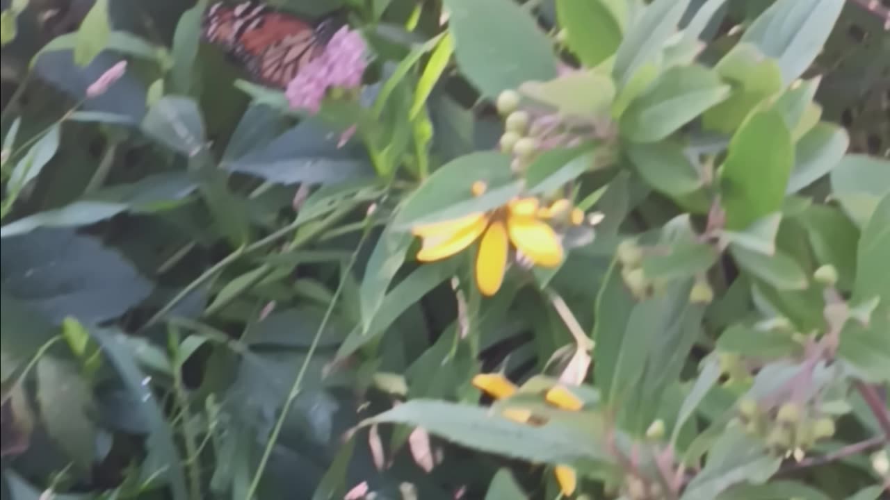 Monarch butterfly