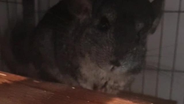 Sassy chinchilla wants a better treat