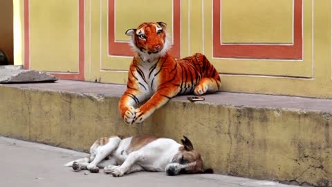 Funny Tiger prank On Dog