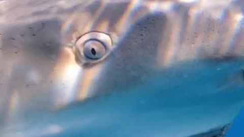 Wildlife