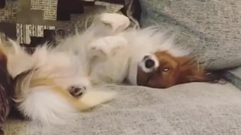 Grey couch dog sleeps with eye rolled back