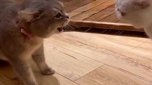 I relate pretty hard to the mom cat in the back