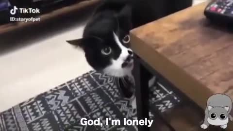 Funny Cats talking these cats can speak english better than human short video.