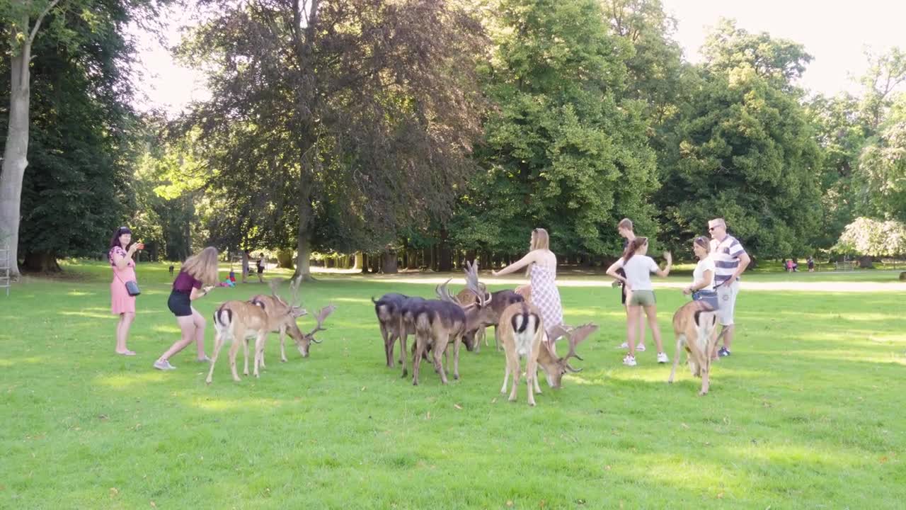 People and a herd of tame fallow deer in a meadow on a sunny day