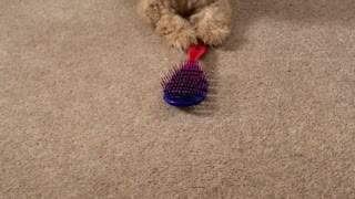 Playful Pup Battles Brush