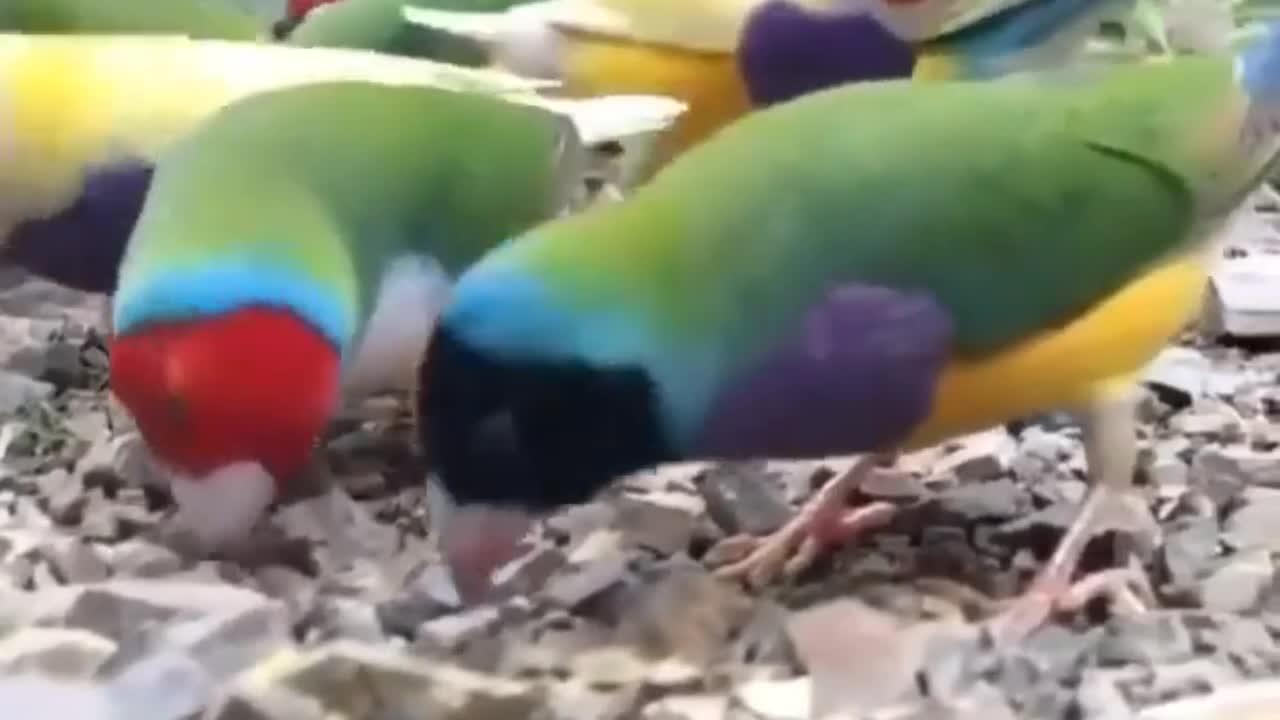 COLORFUL PARROTS.