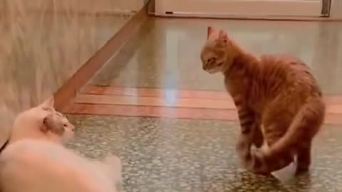 Cute Cat's and dogs funny video