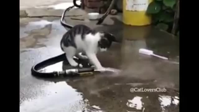 Funny cat video