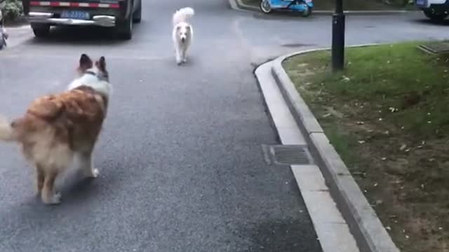 Dalmatian dad adorably plays with his son