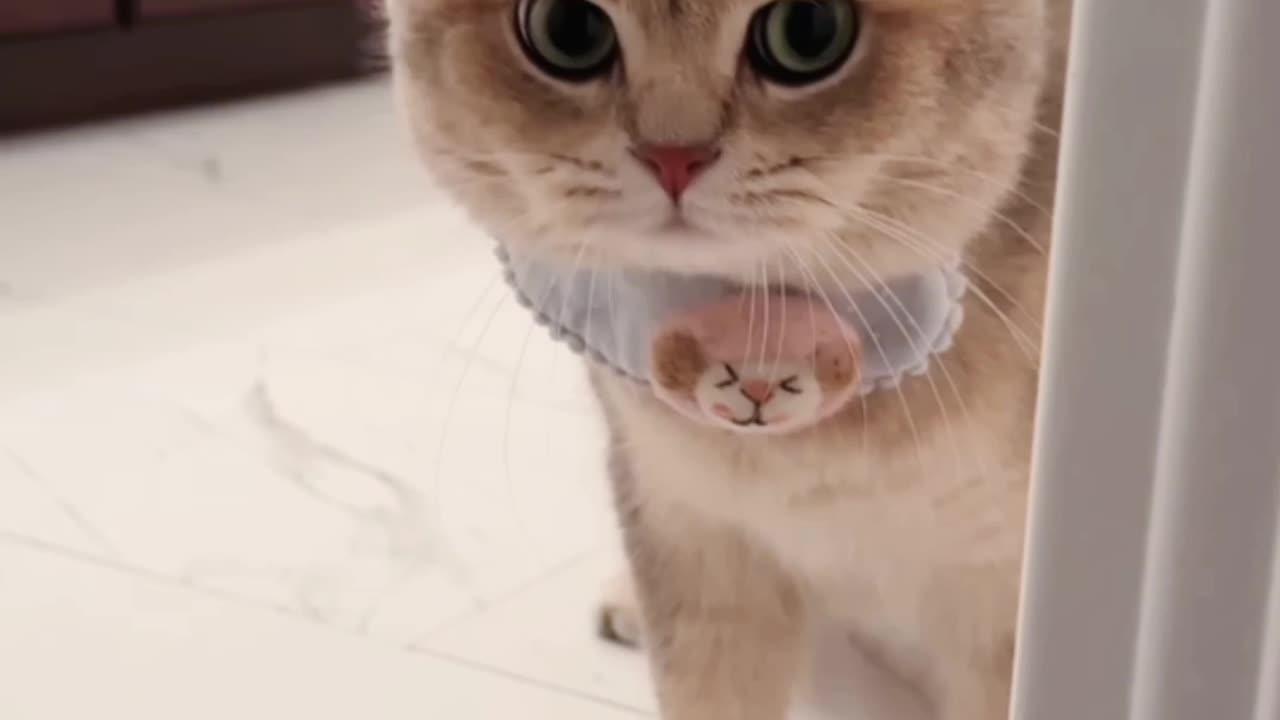 So Cute video 😍😍😍Cats & Kittens🥰🥰🥰