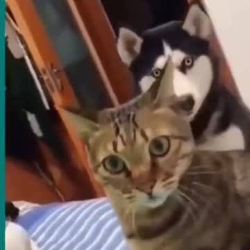 💞😆Cats and dogs fighting very funny😂-- Try not to laugh --#shorts