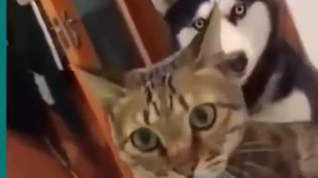 💞😆Cats and dogs fighting very funny😂-- Try not to laugh --#shorts