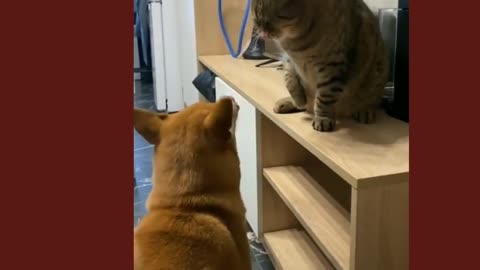 Cat and dog funny moments