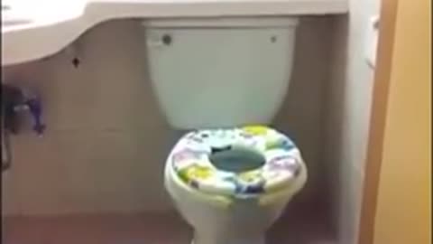 Dog going to toilet