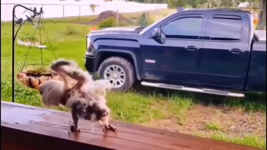 Funny chicken jumping by the window