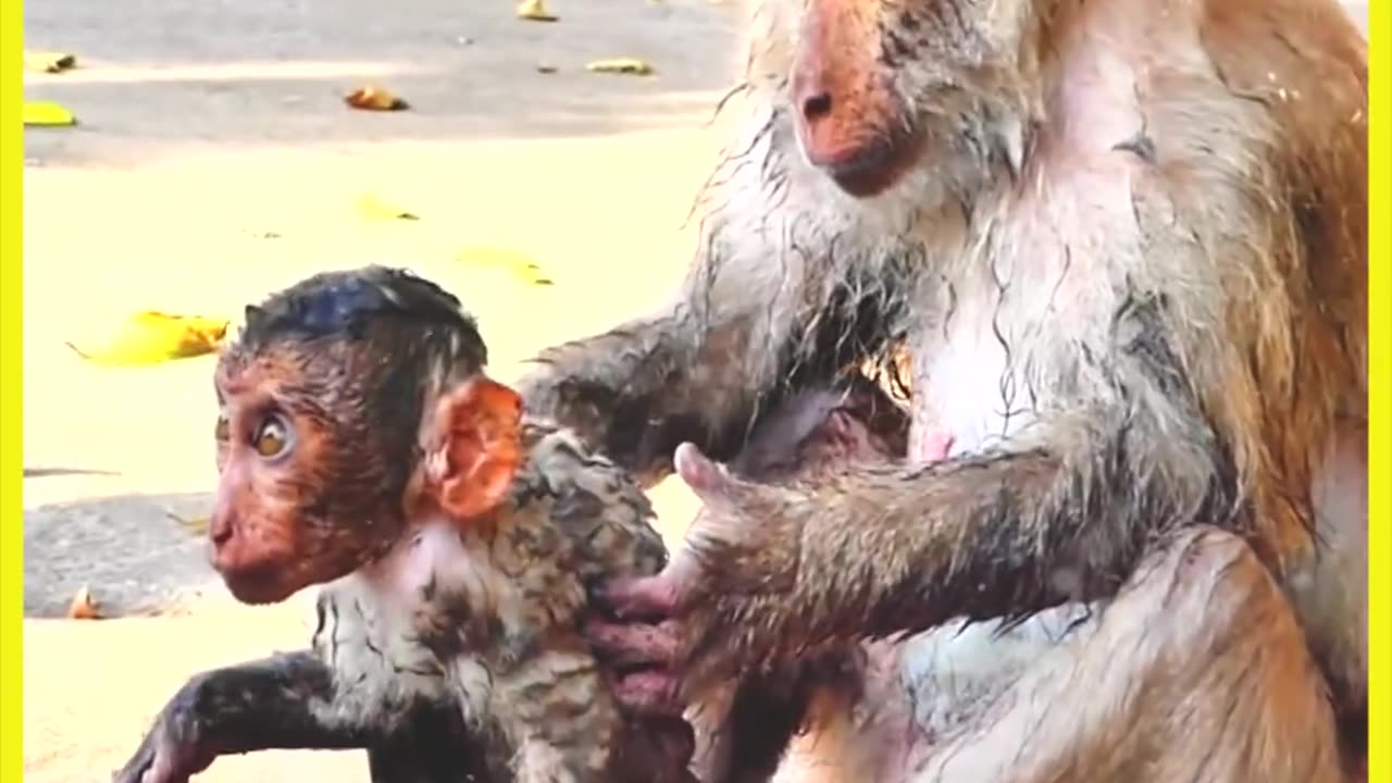 Drowning poor baby when tried to drink water in big jar !! Mom help so fast from muddy water!!