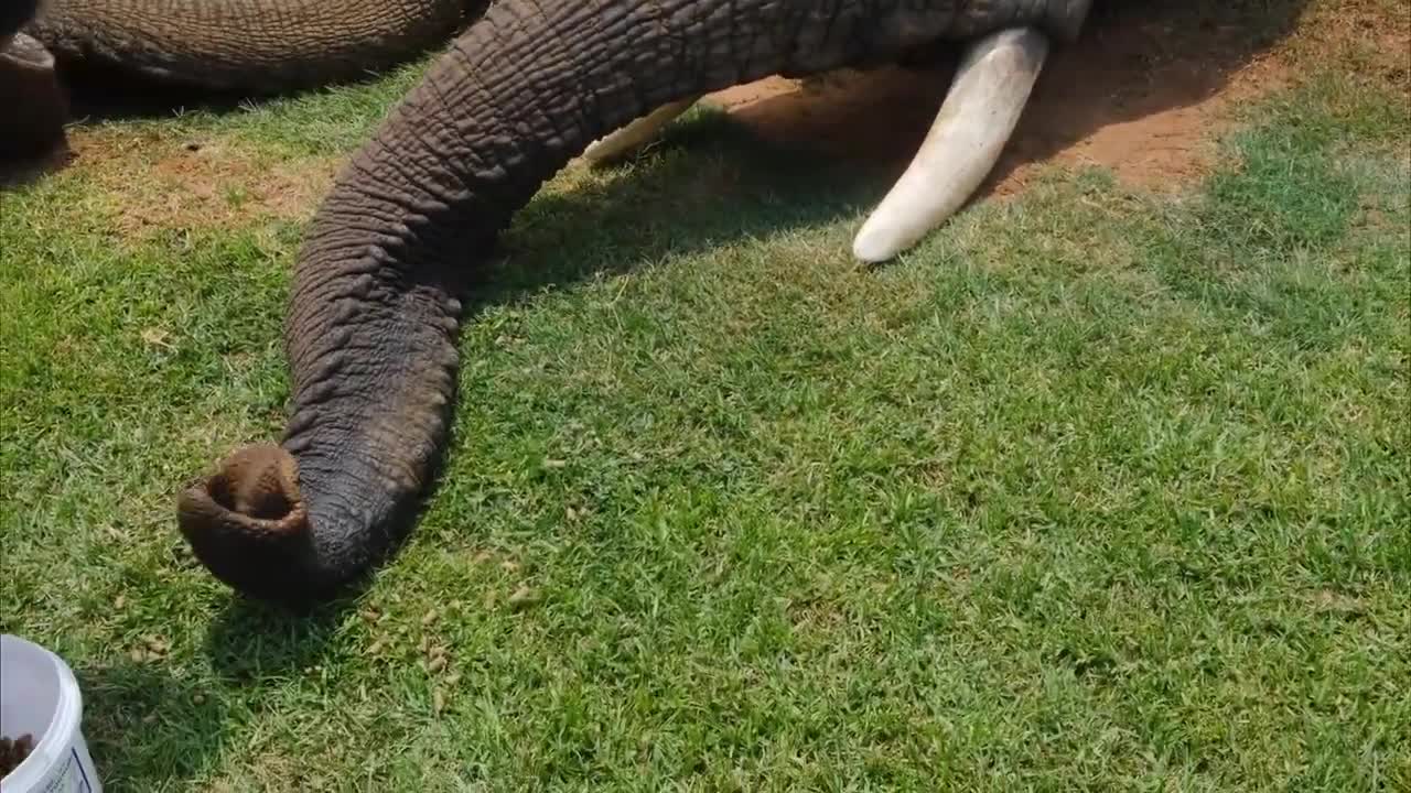 Kids feeding elephant through the trunks