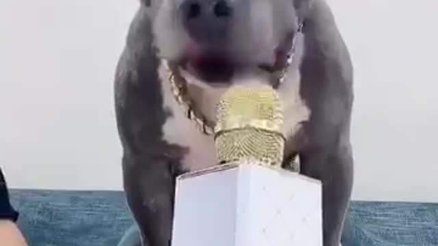 Funny Dog Video This Dog is very Angry Dog