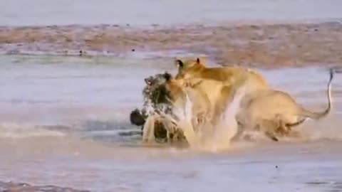 Lions vs crocodile