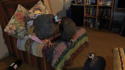 Happy Guinea Fowl on a Chair