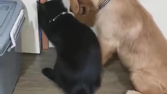 Cute cat help his friend dog by doors open