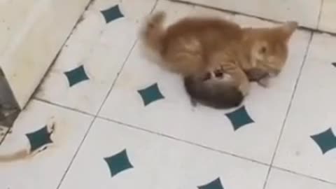 Cat vs rat