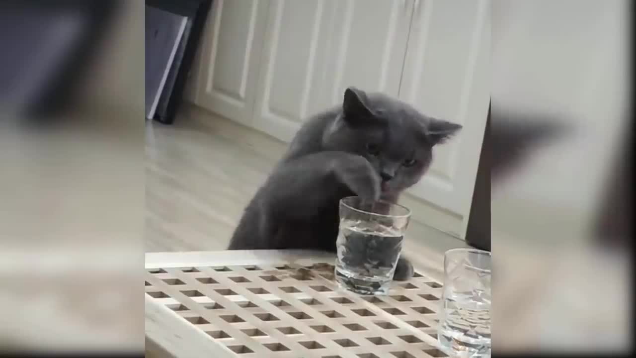 Baby cat Cute and funny Cat video