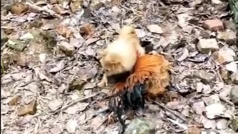 Chicken VS Dogs Fight - Funny