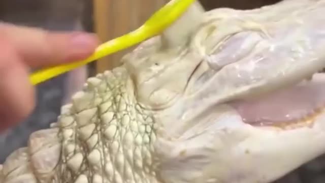 A happy alligator