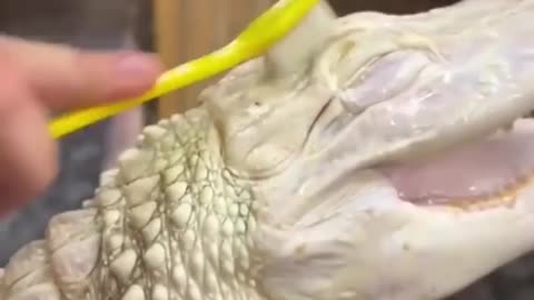 A happy alligator