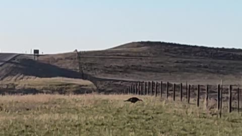 Why the turkey didn't cross the road