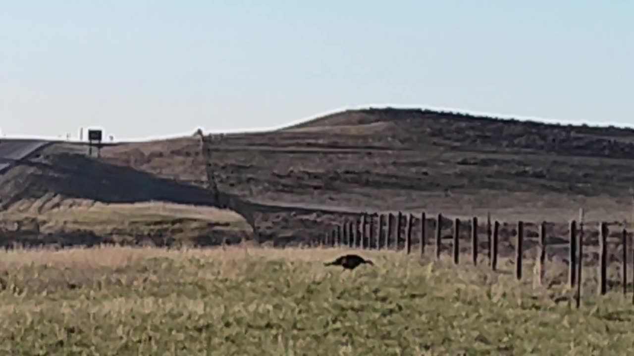 Why the turkey didn't cross the road